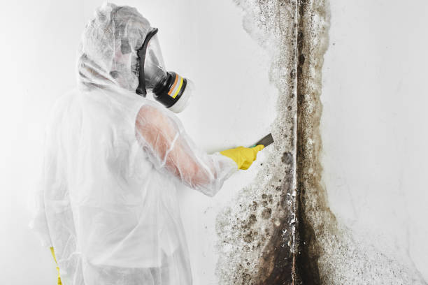 Best Post-Flood Mold Remediation in Tonganoxie, KS