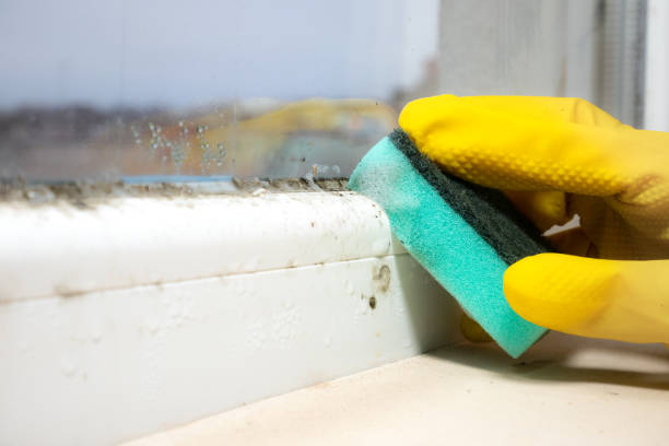 Best Black Mold Remediation in Tonganoxie, KS