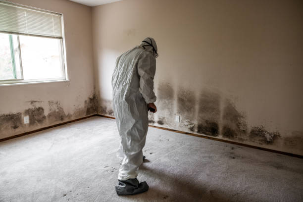 Best Commercial Mold Remediation in Tonganoxie, KS