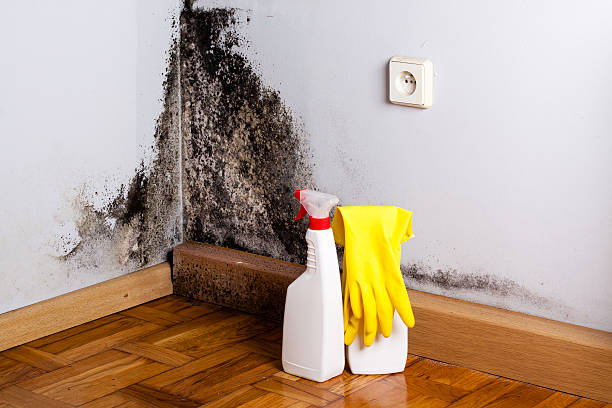 Best Kitchen Mold Remediation in Tonganoxie, KS