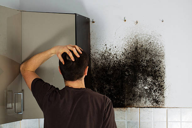 Best Mold Remediation for Specific Building Types in Tonganoxie, KS
