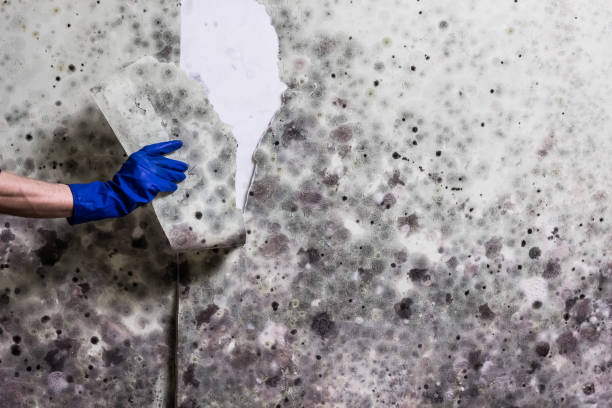 Best Post-Flood Mold Remediation in Tonganoxie, KS